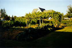 {short description of image}